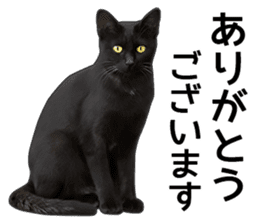 Happy black cats sticker #14034093