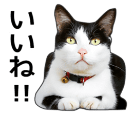Happy black and white cats sticker #14034286