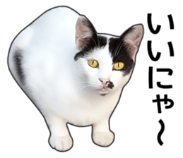 Happy black and white cats sticker #14034287