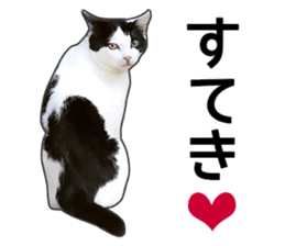 Happy black and white cats sticker #14034288