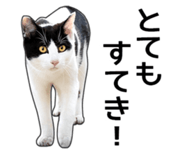 Happy black and white cats sticker #14034289