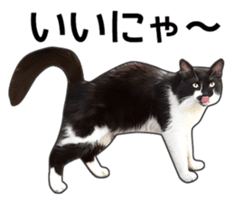 Happy black and white cats sticker #14034290