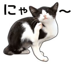 Happy black and white cats sticker #14034291