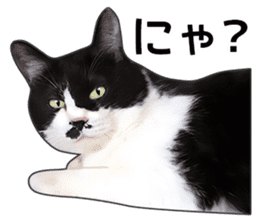 Happy black and white cats sticker #14034292
