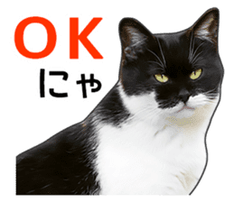 Happy black and white cats sticker #14034293