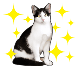 Happy black and white cats sticker #14034294