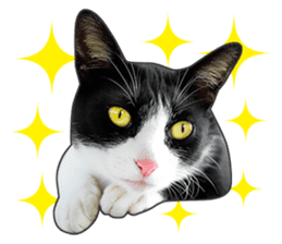 Happy black and white cats sticker #14034295