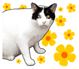 Happy black and white cats sticker #14034296