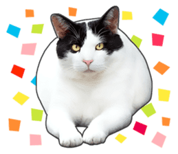 Happy black and white cats sticker #14034297