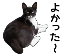 Happy black and white cats sticker #14034299