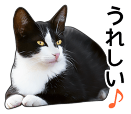 Happy black and white cats sticker #14034300