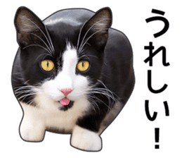 Happy black and white cats sticker #14034301