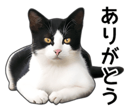 Happy black and white cats sticker #14034302