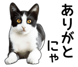 Happy black and white cats sticker #14034303