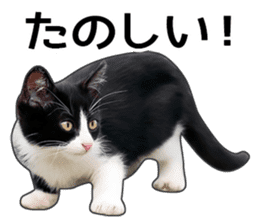Happy black and white cats sticker #14034304