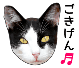 Happy black and white cats sticker #14034307