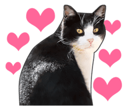 Happy black and white cats sticker #14034308