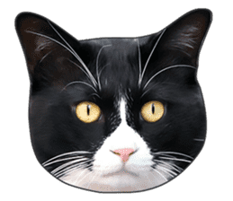 Happy black and white cats sticker #14034309