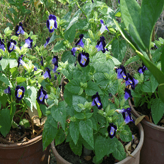 Tangerine scenery photos