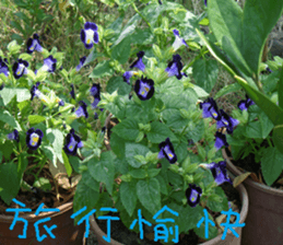 Tangerine scenery photos sticker #14037742