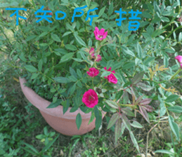 Tangerine scenery photos sticker #14037743