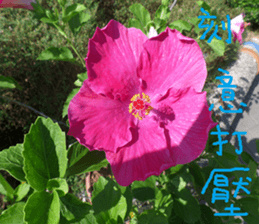 Tangerine scenery photos sticker #14037744