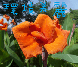 Tangerine scenery photos sticker #14037745