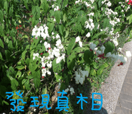 Tangerine scenery photos sticker #14037746