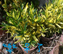 Tangerine scenery photos sticker #14037747