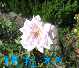 Tangerine scenery photos sticker #14037748