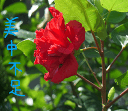 Tangerine scenery photos sticker #14037749