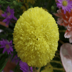 Beautiful Purple Purple Photo