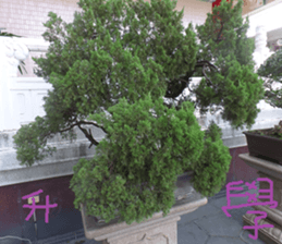 Beautiful Purple Purple Photo sticker #14038168