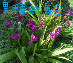 Beautiful Purple Purple Photo sticker #14038169