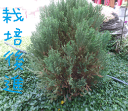 Beautiful Purple Purple Photo sticker #14038170