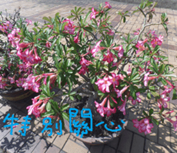 Beautiful Purple Purple Photo sticker #14038171