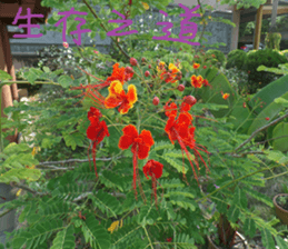 Beautiful Purple Purple Photo sticker #14038172