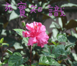 Beautiful Purple Purple Photo sticker #14038173