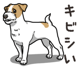 Wanko-Biyori JRT-Jack Russell terrier sticker #14043717