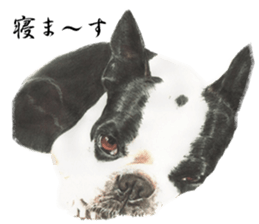 Realistic dog5 sticker #14047986