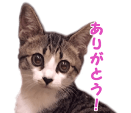 SENA's Friends sticker #14054840