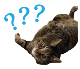 mew pets sticker #14055311