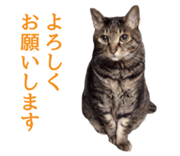 mew pets sticker #14055312