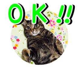 mew pets sticker #14055314