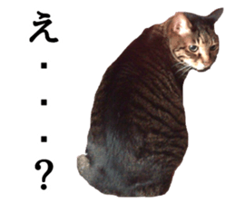 mew pets sticker #14055315