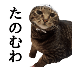 mew pets sticker #14055316