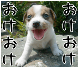MIEDOG Jack Russell terrier sticker 2 sticker #14055838
