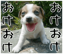 MIEDOG Jack Russell terrier sticker 2 sticker #14055838