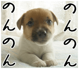 MIEDOG Jack Russell terrier sticker 2 sticker #14055839