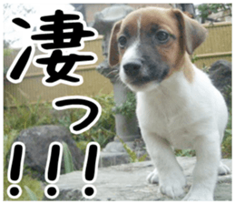 MIEDOG Jack Russell terrier sticker 2 sticker #14055840